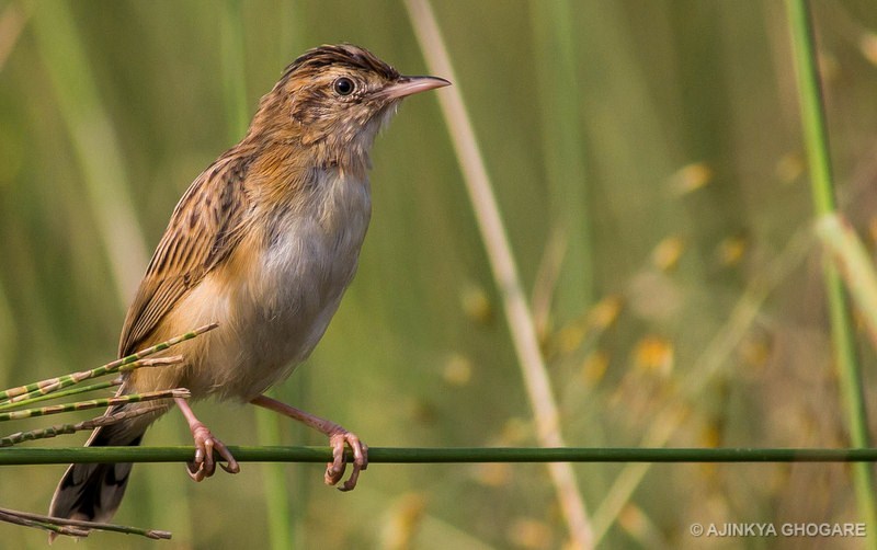 Zitting Cisticola